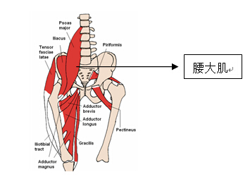 痉挛型四肢瘫下肢解剖图片