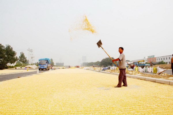 9月26日，郑州科学大道约5公里长新修路段，因农民晾晒着玉米，公路变成“黄金大道”。陈飞/CFP