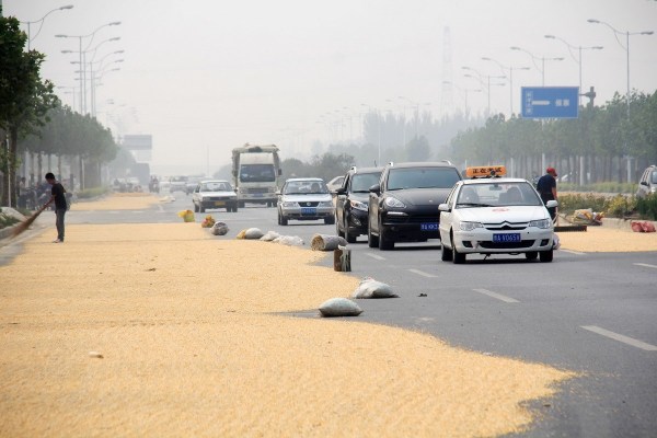 2014年9月26日，河南省郑州市科学大道约5公里长新修路段，到处晾晒着玉米，占去2/3车道，场面壮观，当地村民称之为“黄金大道”。陈飞/CFP