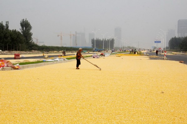 9月26日，郑州科学大道约5公里长新修路段，因农民晾晒着玉米，公路变成“黄金大道”。陈飞/CFP