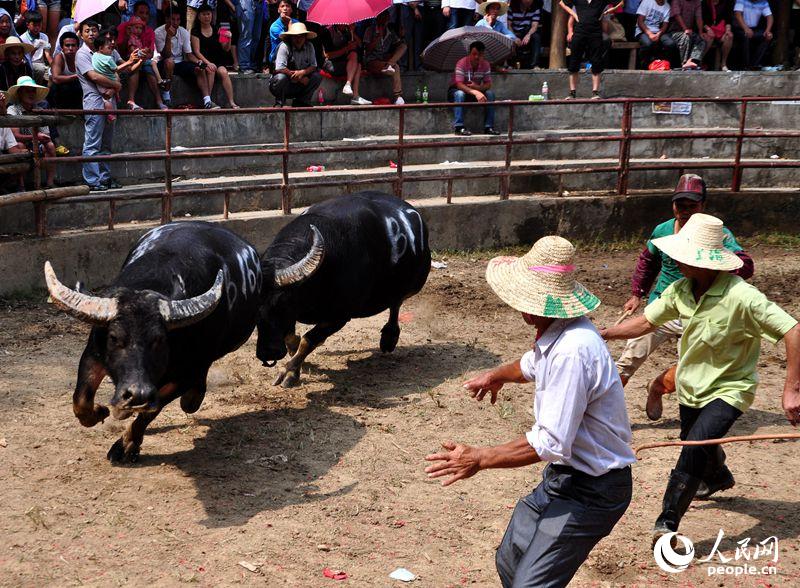 廣西三江:牛王爭霸引客來(組圖)