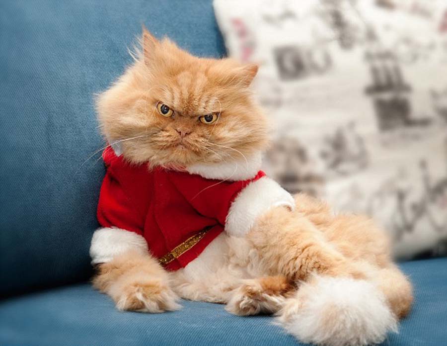土耳其波斯猫摆臭脸走红 表情愤怒超暴躁猫(图)