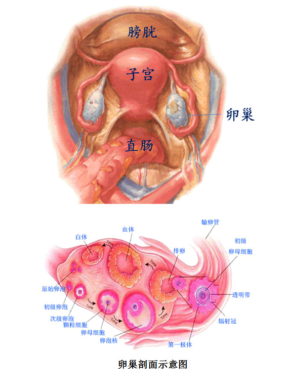 子宫结构及附件图图片