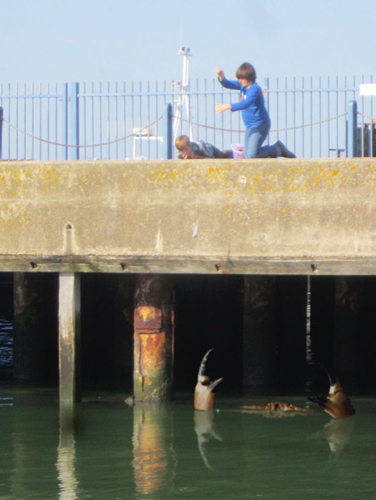 Ӣؿ˹ز(Whitstable)ۿڸˮǰ֡зӰ