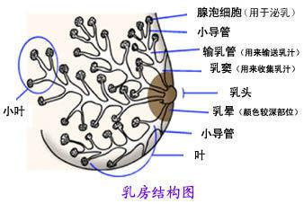 揭秘母乳 神奇的乳汁是怎样产生的?