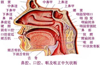 鼻腔结构图解剖图高清图片