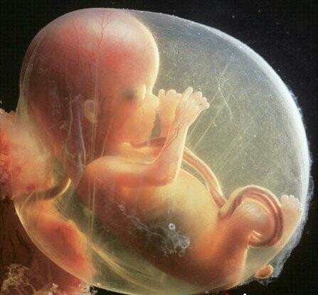 怀孕胎儿真实图片图片