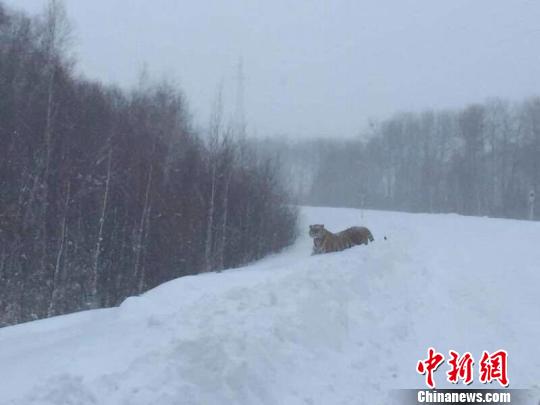 黑龙江抚远县一居民雪后目击野生东北虎 居民手机拍摄 摄