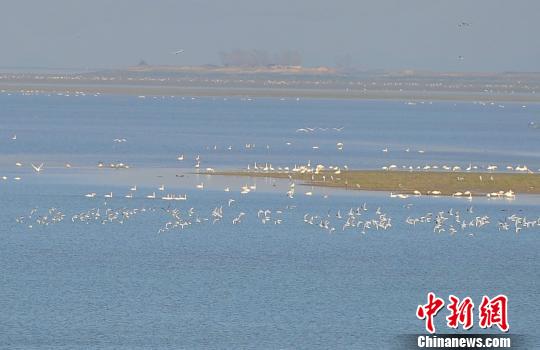 中国最大淡水湖鄱阳湖迎越冬候鸟迁徙高峰(图)