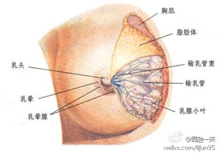 怀孕的乳头是什么样的图片