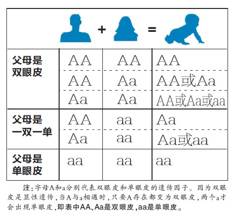 单双眼皮的遗传系谱图图片