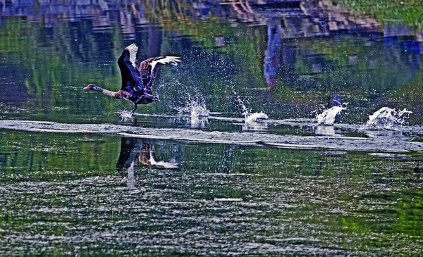 燕子抄水姿势图片