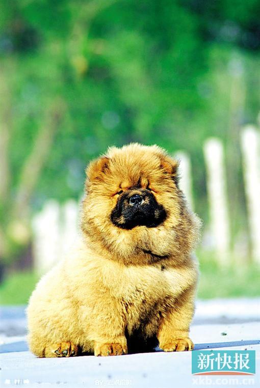 鬆獅犬去寵物店洗牙被注射過量鎮靜劑死亡圖