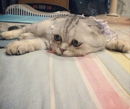 一脸忧郁的猫表情包图片