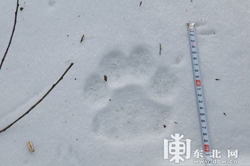 雪地上清晰的虎爪印。