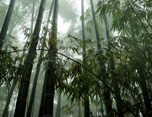 雨中品竹—蜀南竹海之旅