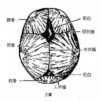 囟门凸起图片