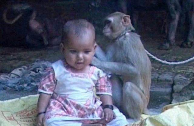 印度北部的一名小女孩和和一只猴子建立了如母女般的深厚情谊。（网页截图）