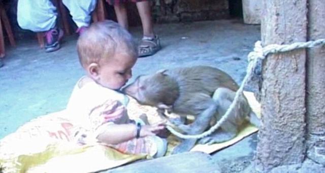 视频中，猴子正在亲吻小女孩。（网页截图）