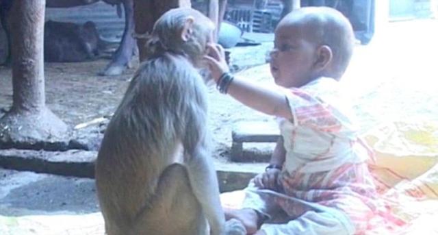 目前，这家人已经领养了这只猴子。（网页截图）