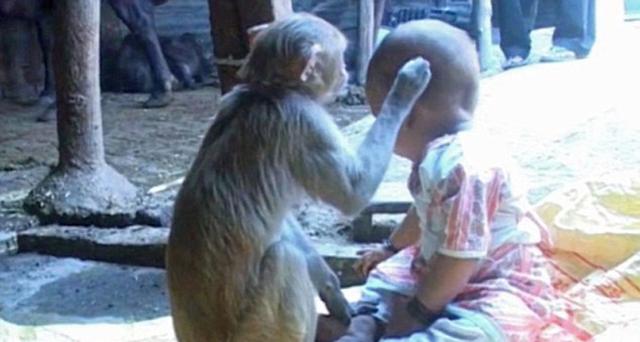 猴子妈妈帮小女孩抓虱子。（网页截图）
