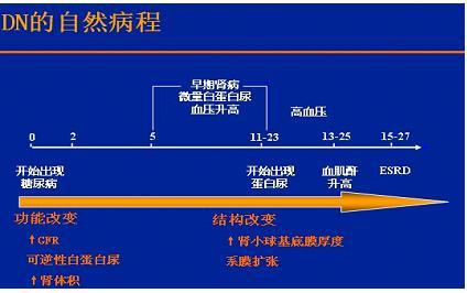 2,臨床期糖尿病腎病期(iii期)這一期的特點是大量白蛋白尿,uaed>200ug