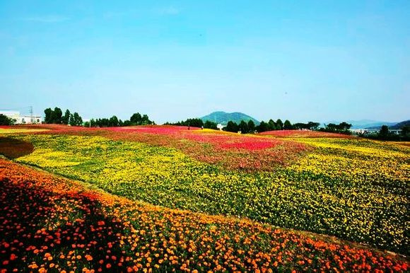 美丽的花季_漳州郊野公园缤纷花海.