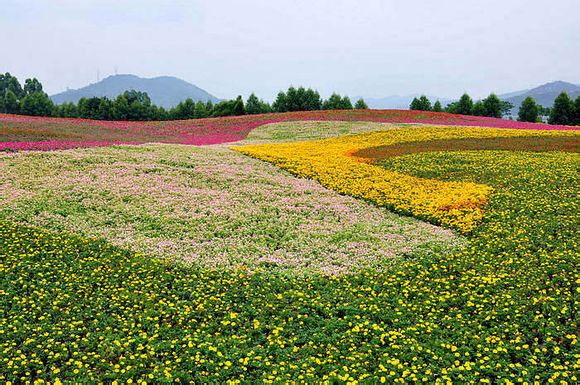 美丽的花季_漳州郊野公园缤纷花海.