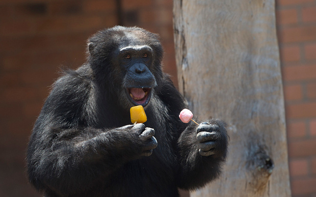 里约热内卢动物园内的一只黑猩猩吃冰棍降温