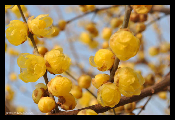 去年的梅影时常在梦里浮现,等了一年,终于等到了蜡梅花开时.