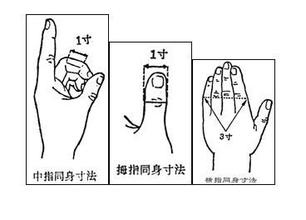 2,拇指同身寸是以患者拇指指關節的寬度作為一寸,主要適用於四肢部的