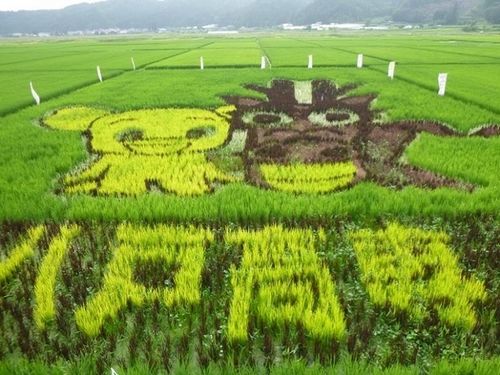 受麥田怪圈的啟發日本農民創作了稻田畫