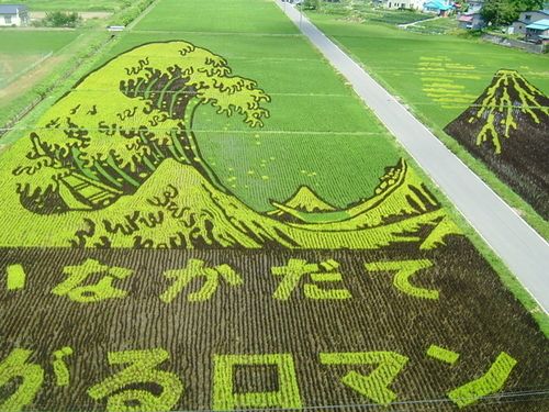 可谓是日本稻田画的鼻祖,并且每年在7月都要举办"稻田艺术节,每年