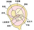 胎儿附属物手绘图图片