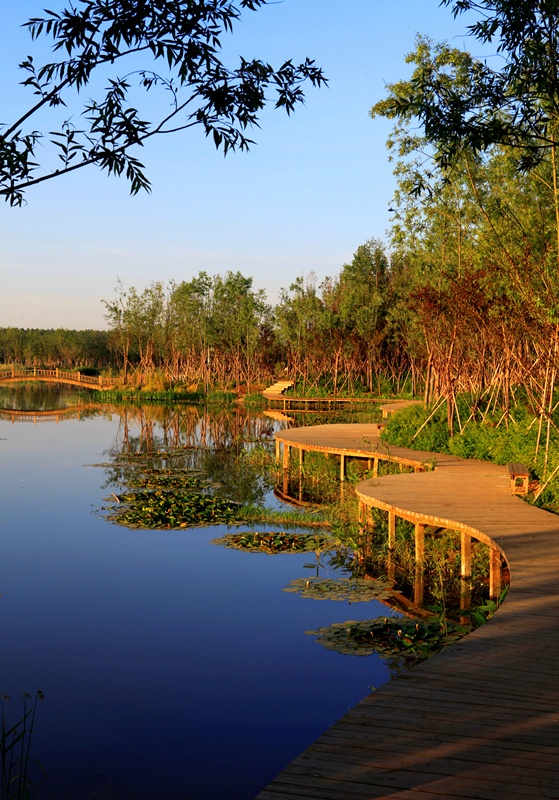 潍坊湿地公园图片图片