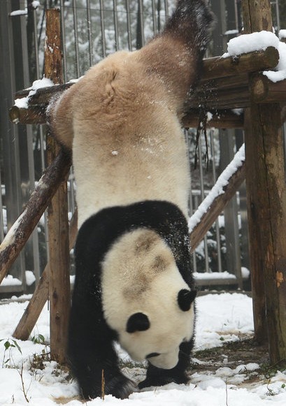 熊猫热舞图片