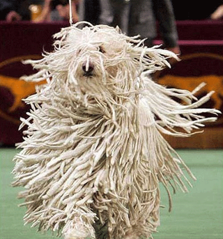 美系秋田犬它是民族的象征,它的起源要追溯到日本秋田犬