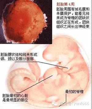 胎儿十月发育过程图,准妈妈们知道宝宝现在啥样了