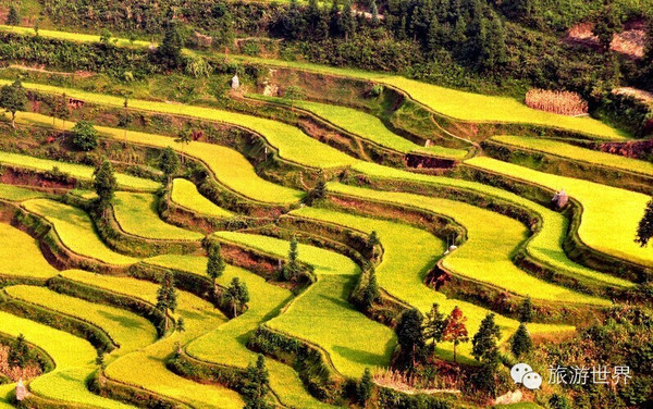 雷山县丹江镇掌排苗寨梯田美景.秋天是一个幸福的季节.