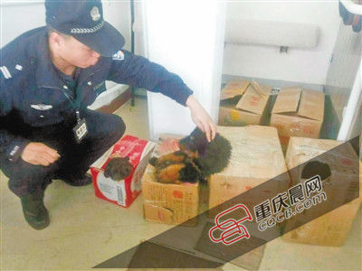 乘警正在查看被偷运上车的藏獒。 重铁警方供图