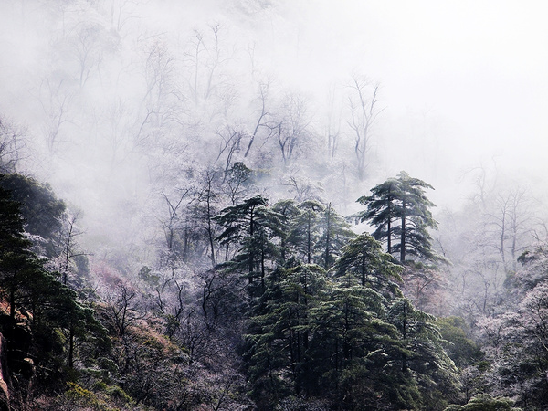 雨中云雾缭绕的黄山图片