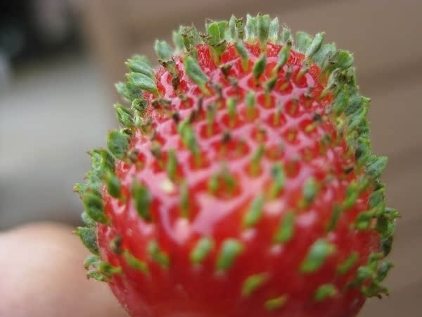 草莓发芽的照片吓人图片