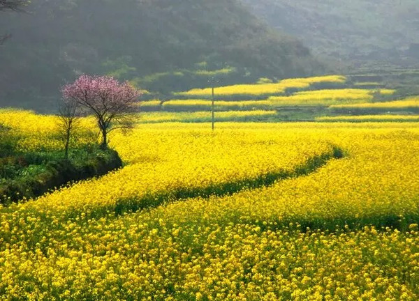 最爱那一片金黄 三月成都周边油菜花观赏地大全