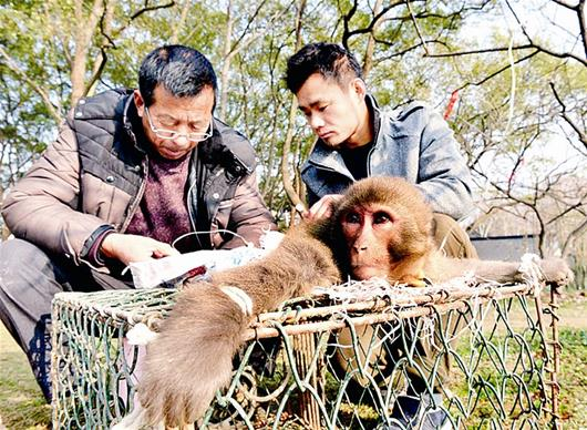@童汉芳：3月2日，偶遇生病的大猴打点滴。