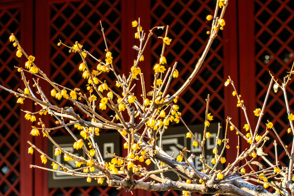 卧佛寺山寺蜡梅正盛开