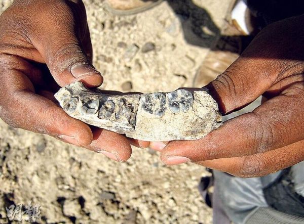泥河湾遗址古人类化石图片