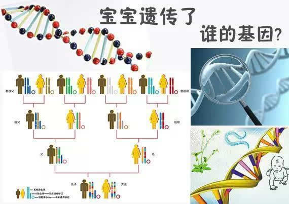 【身高是谁的遗传大—父母各占一半】