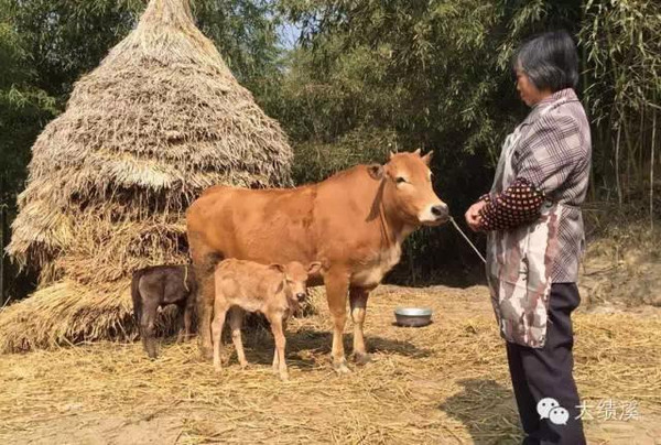 (图)1/50000概率,绩溪农民家产下双胞胎牛宝宝