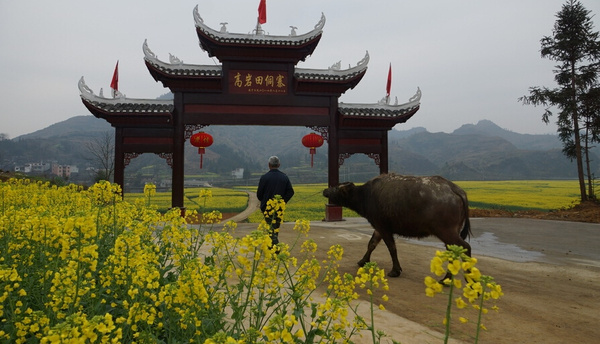 我在铜仁瓦屋"油菜花海"等你