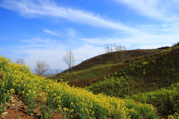 嵩县大坪乡:油菜花开满山岗